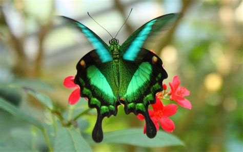 Most Colorful Butterfly In The World