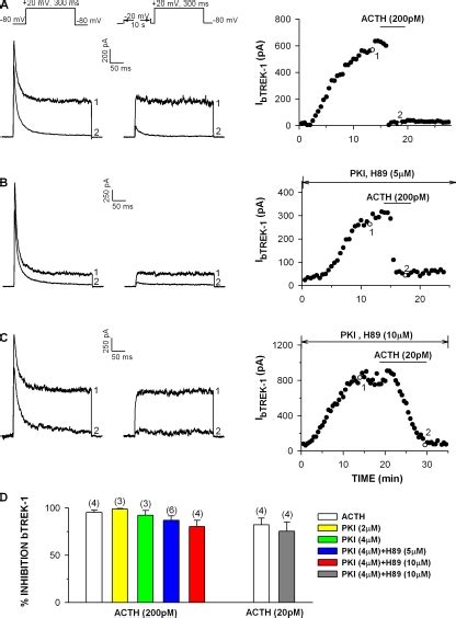 Effect Of Pka Inhibitors On Btrek Inhibition By Acth Whole Cell K