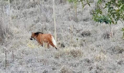 Lobo guará é flagrado no entorno da represa Chapéu D Uvas em Juiz de