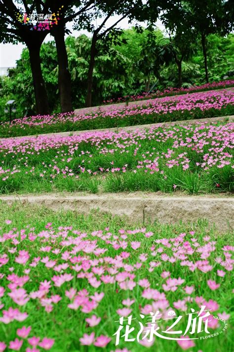 深圳这片粉色梯田花海，藏在市中心的小森林里 深圳活动网