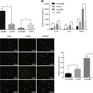 Inflammatory Response And Hippocampal Neuronal Apoptosis Are