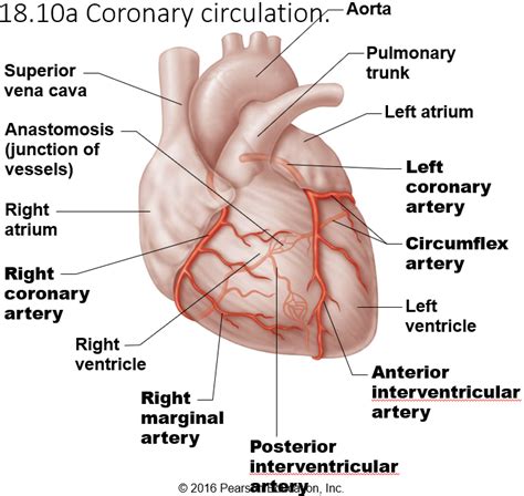 Coronary Arteries Diagram | Quizlet