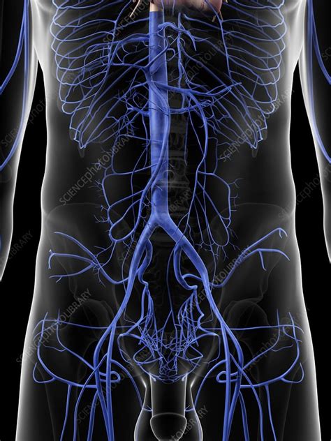 Abdominal veins, artwork - Stock Image - F009/4306 - Science Photo Library