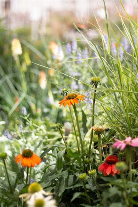 Introduction To Water Wise Landscapes Presented By The City Of Aurora