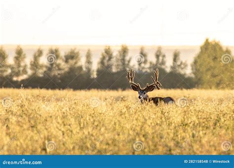 Male Mule Deer Grazing In A Meadow Surrounded By Tall Trees Its