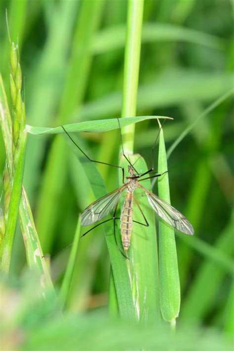 What Do Crane Flies Eat 10 Tips To Get Rid Of Them