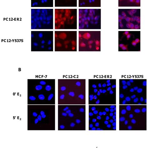 A Immunocytochemistry For Erα Left Panels And Src Right Panels Download Scientific