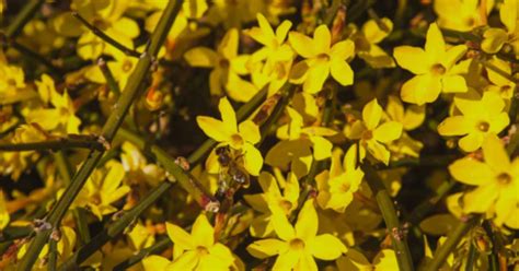 Winter Jasmine Jasminum Nudiflorum Grow And Care Guide