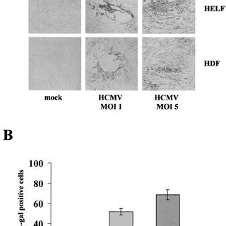 Senescent Features Of Primary Fi Broblasts Infected With Hcmv A