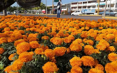 En Mazatl N Va Lenta La Venta De Flor De Cempas Chil Previo Al D A De