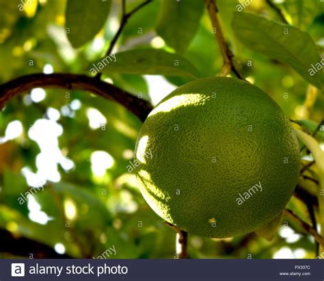 Unripened Grapefruit Hi Res Stock Photography And Images Alamy