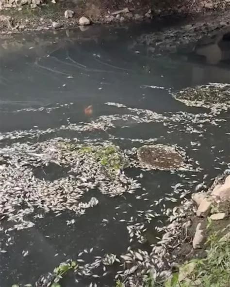 Poluição no rio Miringuava resulta em morte de peixes em São José dos