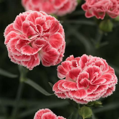 Dianthus Scent First Coral Reef Illet Mignardise Fleurs Doubles