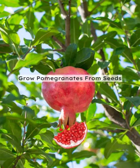 How Do You Grow Pomegranates From Seeds