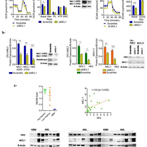 Interaction Between Mcl Hk And Vdac In Oci Aml Cells A Right