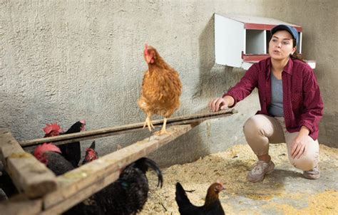 Une Jeune Femme Qui Nourrit Des Poules Dans Un Poulailler Photo Stock