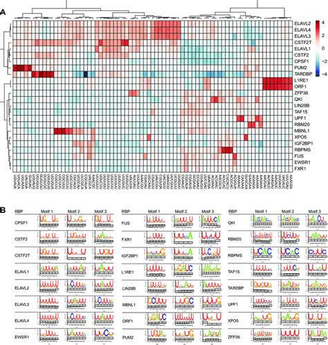 Rbp Binding Sequence Specificity And Elements A Heatmap Of Reference