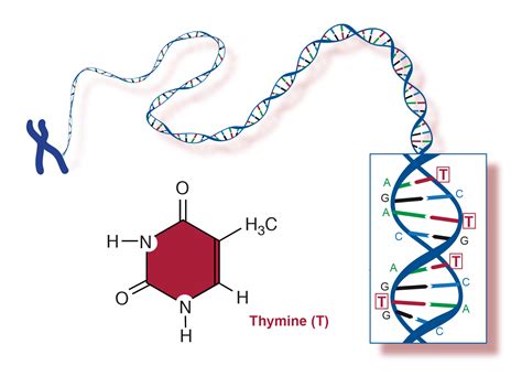 Best Describes The Structure Of A Thymine Nucleotide