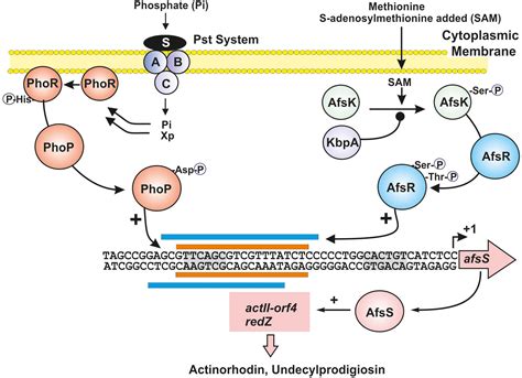 Frontiers The Balance Metabolism Safety Net Integration Of Stress