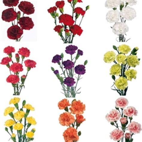 Mini Carnations Solid Pack Or Assorted 150 Stems