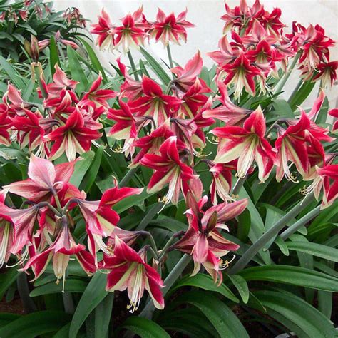 Wine Red And Green Star Amaryllis Bulbs For Sale Ruby Star Easy To