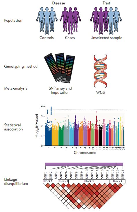 How Genome Wide Association Studies Gwas Work Ftloscience