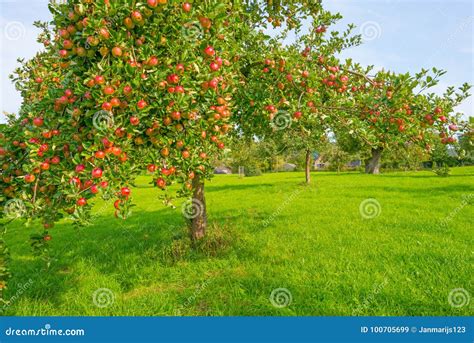 Fruit Trees In An Orchard In Sunlight In Autumn Stock Image Image Of