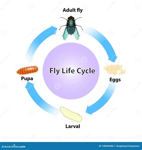 Fly Life Cycle Vector on White Background Stock Vector - Illustration of wing, white: 138096288