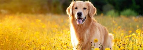 Golden Retriever Tout Savoir Sur Cette Race De Chien