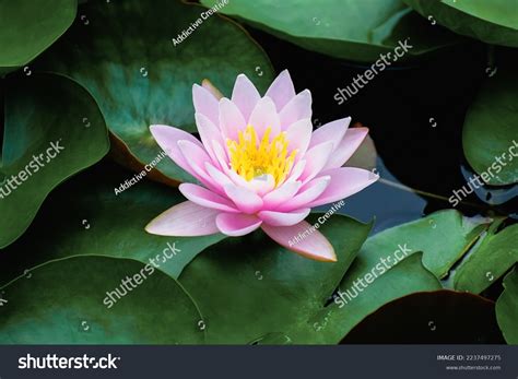 Above Bright Blooming Pink Water Lotus Stock Photo 2237497275 ...