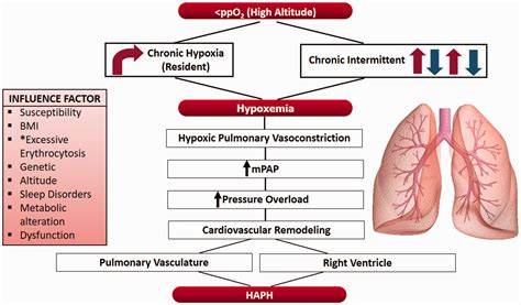 Long Term Chronic Intermittent Hypoxia A Particular Form Of Chronic