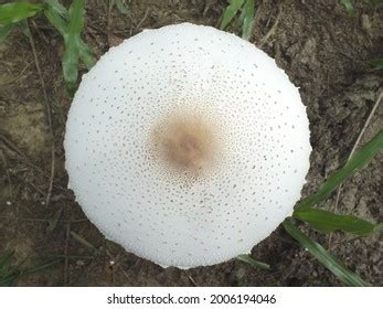 4,373 White Mushroom Brown Spots Images, Stock Photos & Vectors ...