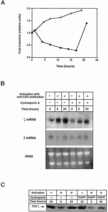 CsA Blocks Activation Induced MRNA Up Regulation And Protein Recovery