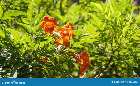 Campsis Radicans Also Known As Trumpet Creeper Stock Image Image Of