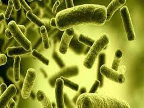 Rare Flesh Eating Bacteria Nearly Kills A Woman In Uk