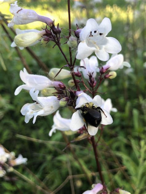 Wisconsin Wildflower Foxglove Beardtongue Penstemon Digitalis