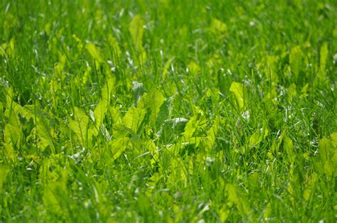 Fotos Gratis Naturaleza Planta Campo Prado Pradera Luz De Sol Hoja Flor Verano