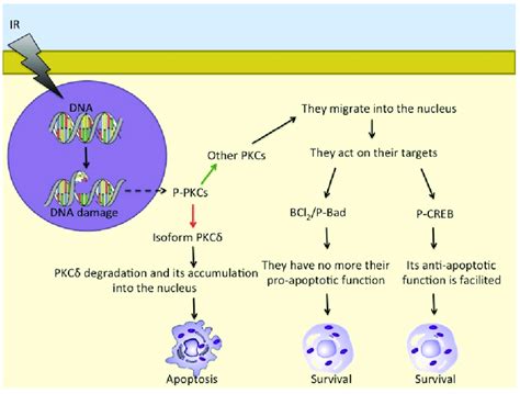 Different PKC Isoforms Respond To DNA Damage In Different Ways While