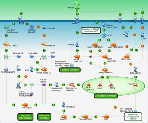 Development Wnt5a Signaling Pathway Map Primepcr Life Science Bio Rad