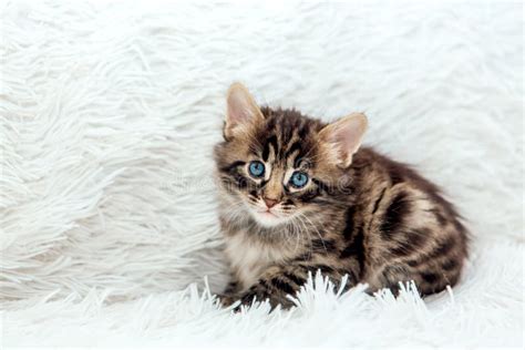 Cute Dark Grey Charcoal Bengal Kitten Sitting On A Furry White Blanket