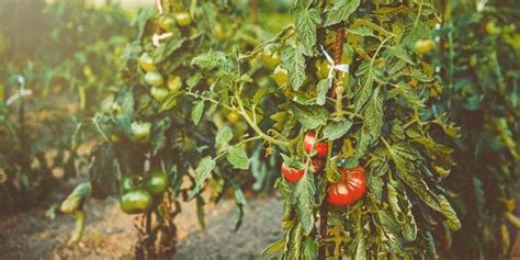 How To Use Neem Oil On Tomato Plants The Homesteading Rd