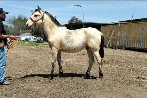 Andalusian Buckskin Colt