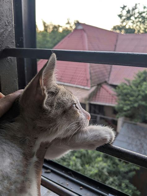 My Cat Stopped Talking To Me. The feeling of love for her made me… | by