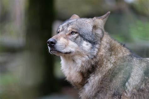 Liberecký kraj chystá vyhlášku jež má v krajním případě umožnit