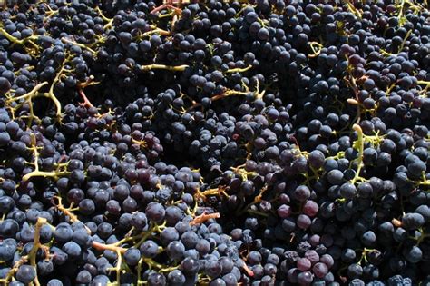 Tannins: what they are and what their functions are | WINERY LOVERS