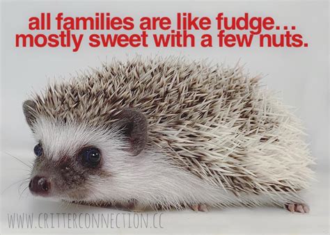 Hedgehog Quotes Funny - ShortQuotes.cc