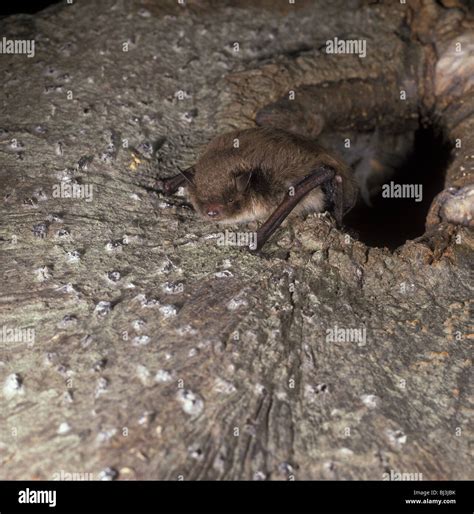 Daubenton Bat Myotis Daubentonii Crawling Out Of Hole Stock Photo Alamy