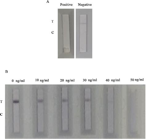 Lfa Results Of Two Positive And Negative Samples A Test Line Color Download Scientific