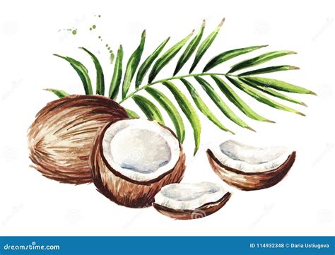 Coconut With Green Leaves Watercolor Hand Drawn Illustration Isolated