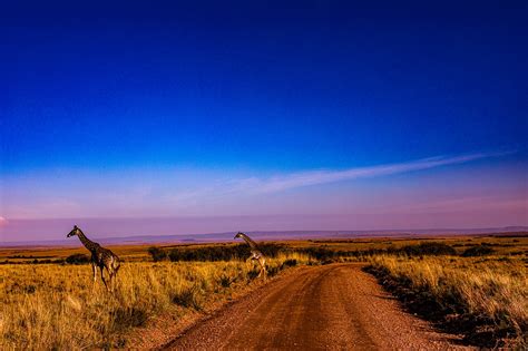 Trees Grassland Savanna Great Rift - Free photo on Pixabay - Pixabay